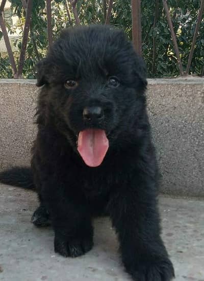 black German Shepherd puppy for sale