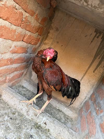 Aseel red and black colour