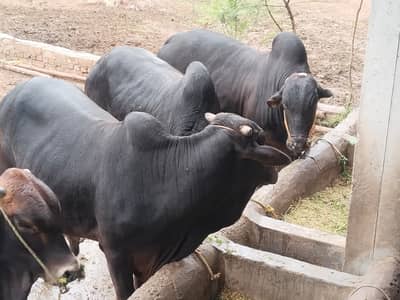 Rs 1300 per KG | 17 Premium Qurbani Calves Available | Healthy Farm Fr