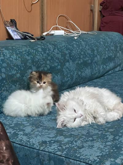 10 TRIPLE COTTED PUNCH  FACE KITTENS Available