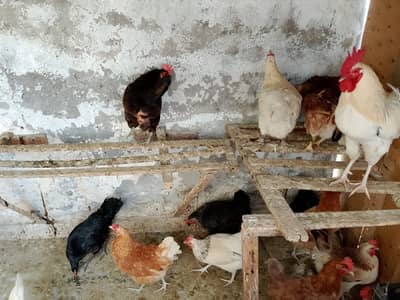 Desi Murgha Murghi Hens Khargosh Rabbit Anday Dene walay