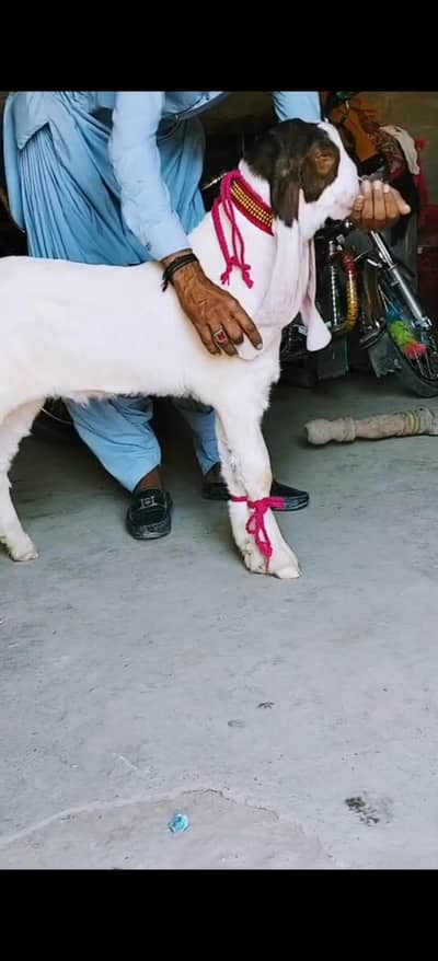 gugulabi abluk passa Munda male active and healthy