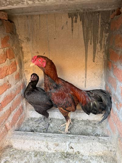 Aseel red and black colour