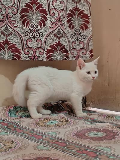 75 days Persian cat white colour