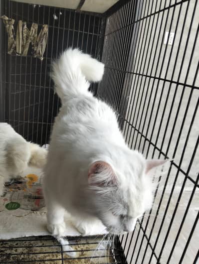 dono female hain triple coat