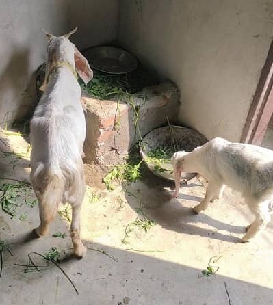 white goat with female baby 3 month