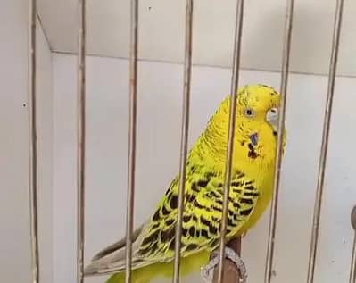 king size T. C. B pair