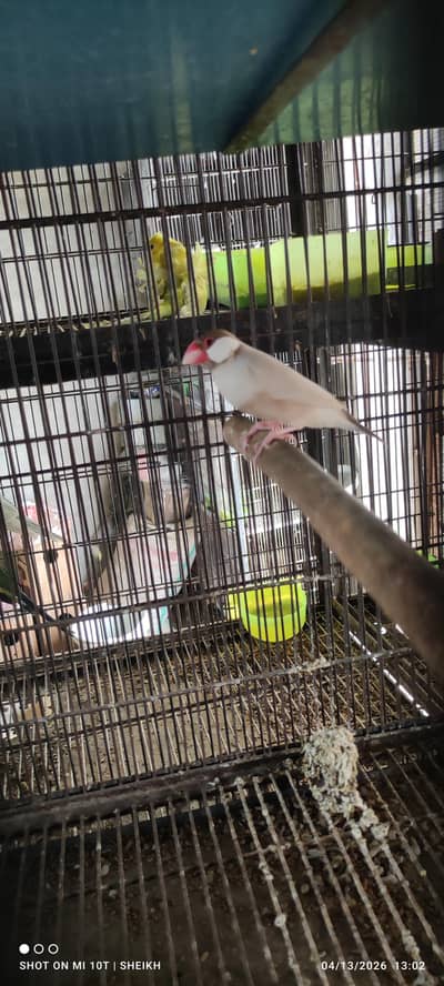 Fawn Jawa,Fawn Male,Java,Jawa for sale,Finch
