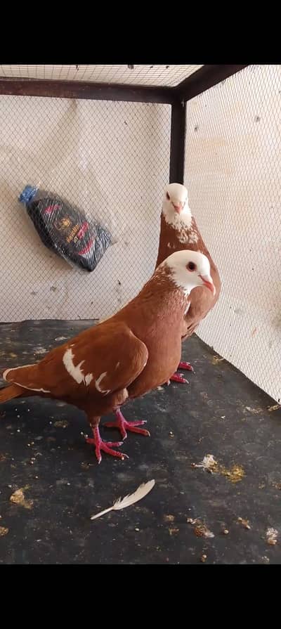 all fancy pijeons 03135432147