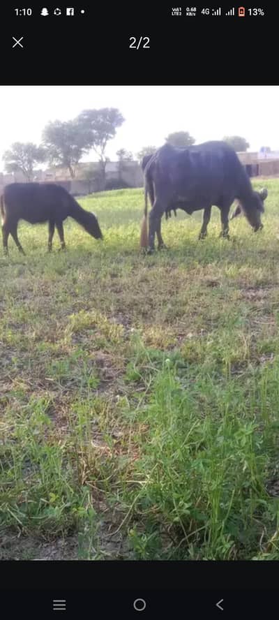 bhens with katii for sale pure neli milk 5kg 2nd sowa for sale