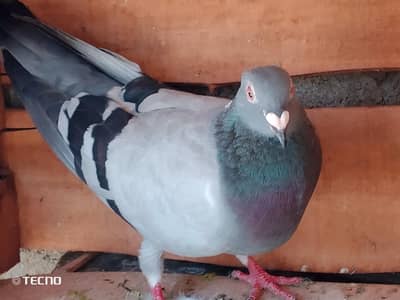 pigeon for sale