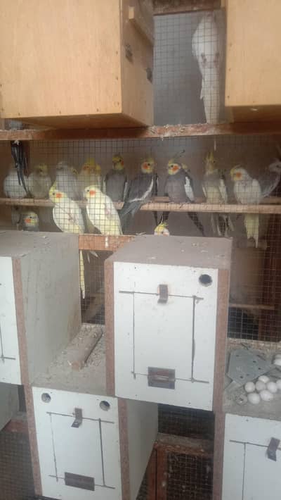 cocktail parrots urgent for sale