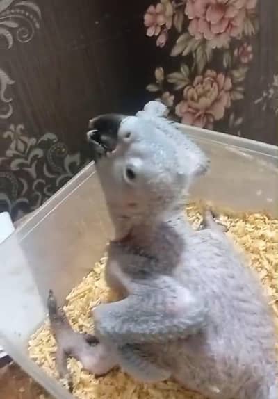 Macow/African grey/Kashmiri Raw/SunConor