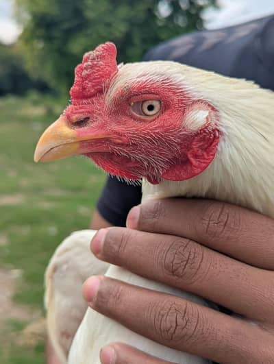 Heera Aseel Pair Top Quality