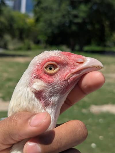 Heera Aseel Pair Top Quality