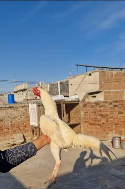 seal murga mianwali white