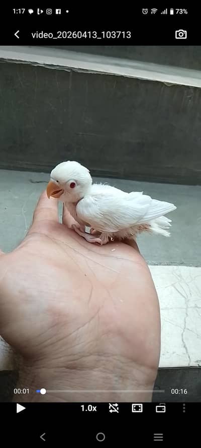 albino red eyes lovebird for handtame