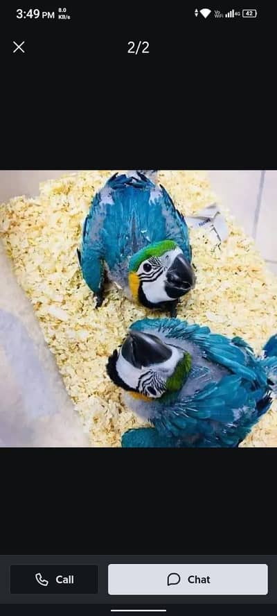blue and gold macaw chicks for sale age 3 month