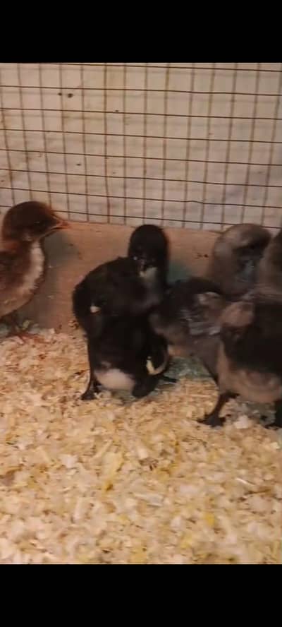 Thai dragon breed available