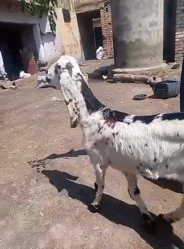 bakri  2 daant hai