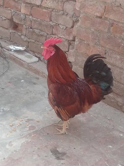 Desil Murgha / Murghi for Sale – Healthy Pure Breed