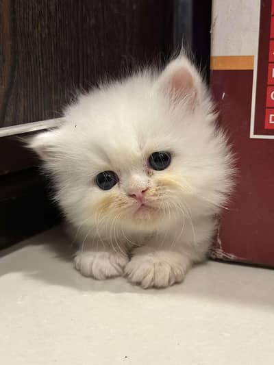 yellow-eyed 1 year old Persian cat available for sale