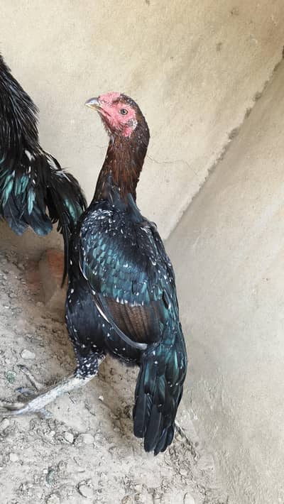 Pakoye x Veitnam x Pakistani breed