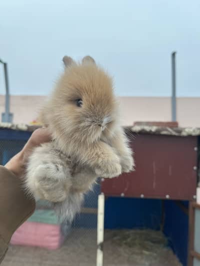 Lionhead rabbit | Rabbit | breeder pair Rabbit | Rabbits for sale |