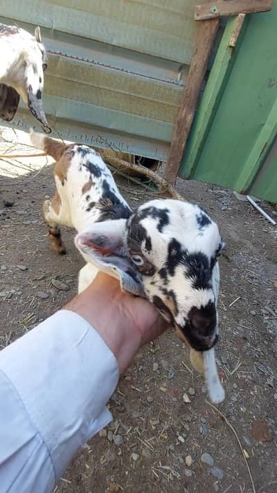 bakra 1½month  ka hai