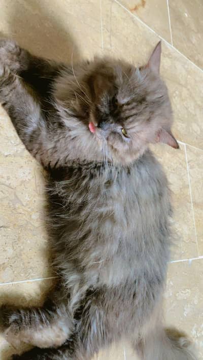 Persian cat| triple coat | semi punch face | cat for sale