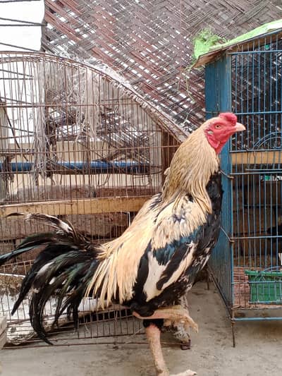 jawa miawali urgent Sale