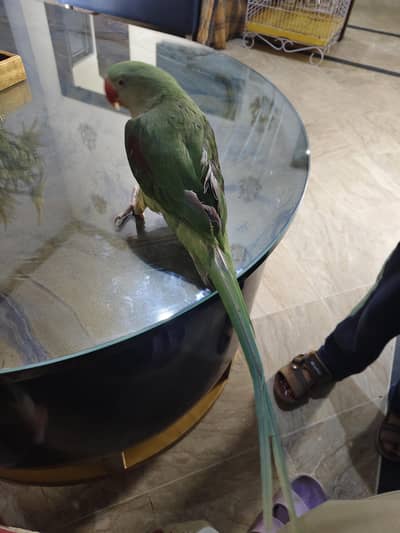 Beautiful active and tame raw parrot fo sale