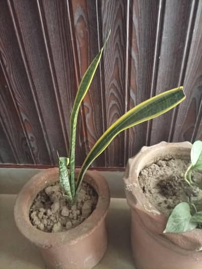 Snake Plant