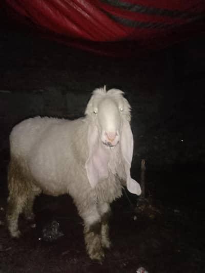 do ki jori hai : khjala nasal ma