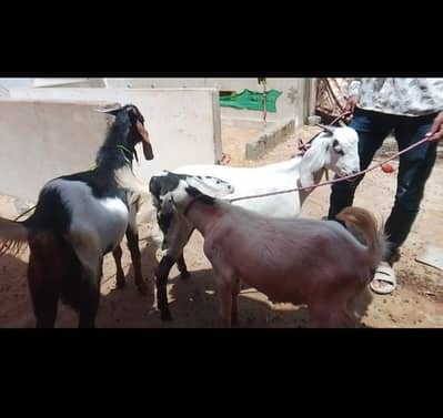 dasi Bakra home breed