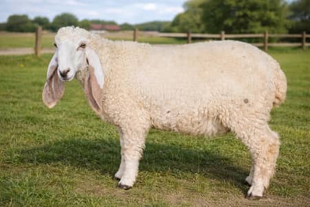 Healthy Sheep for Sale – Good Breed & Well Maintained