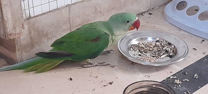 Alexandrite pahari raw parrot
