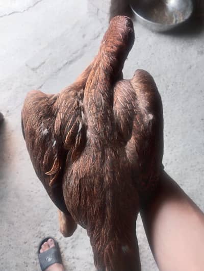 Aseel murgq murgi miawali for urgent sale 03259451247