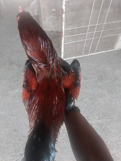 Aseel murgq murgi miawali for urgent sale 03259451247