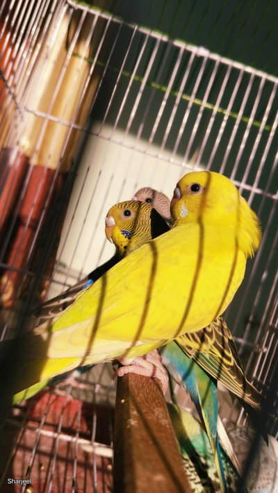 budgies
