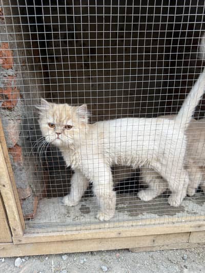 Persian cat
