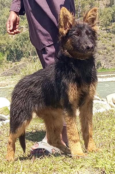 German Shepherd female double coat for sale