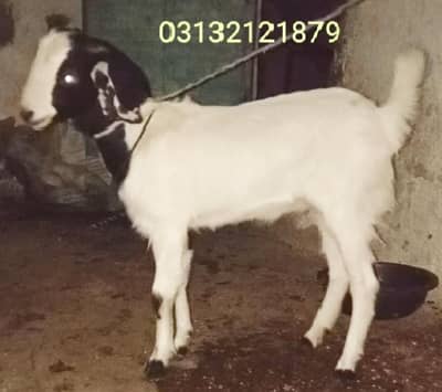 maka chini Bakra 2 danth