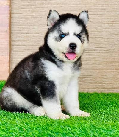 Siberian husky puppies available looking for a new home