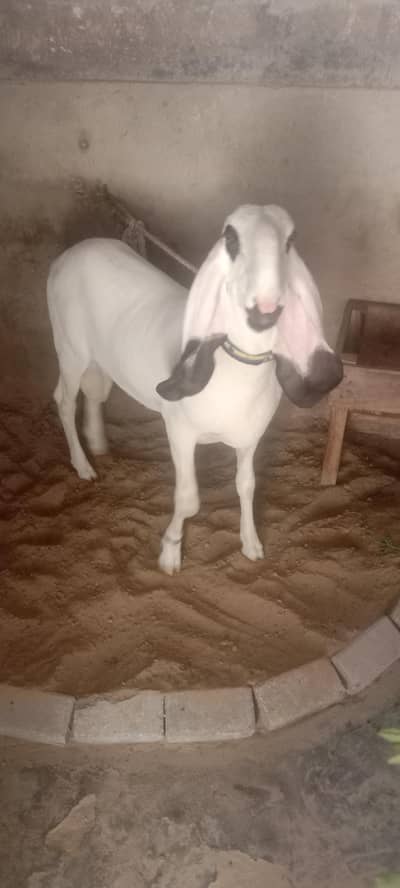 behtreen dumba ghar ka Pala hua he koi bemari NAHI he