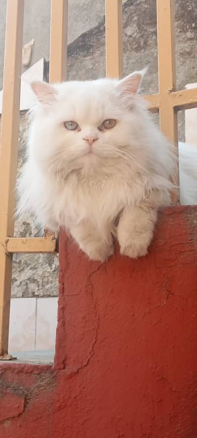 White Persian cat male