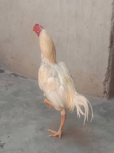 A very nice As eel heera for sell age 1 year