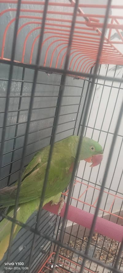 raw parrot kashmiri . . . very frndly