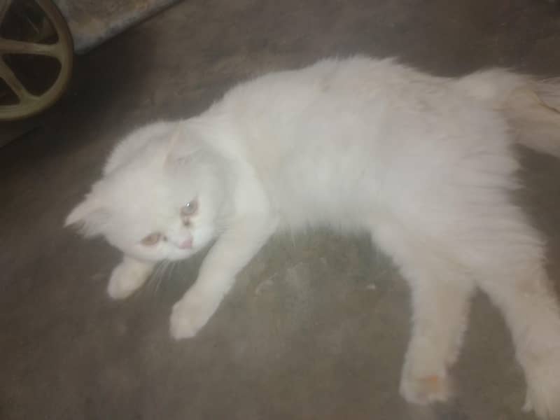 Persian cat 0