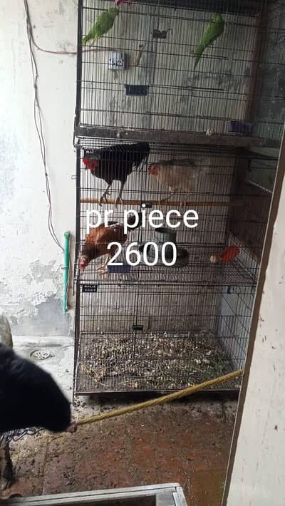 pinjre for sale